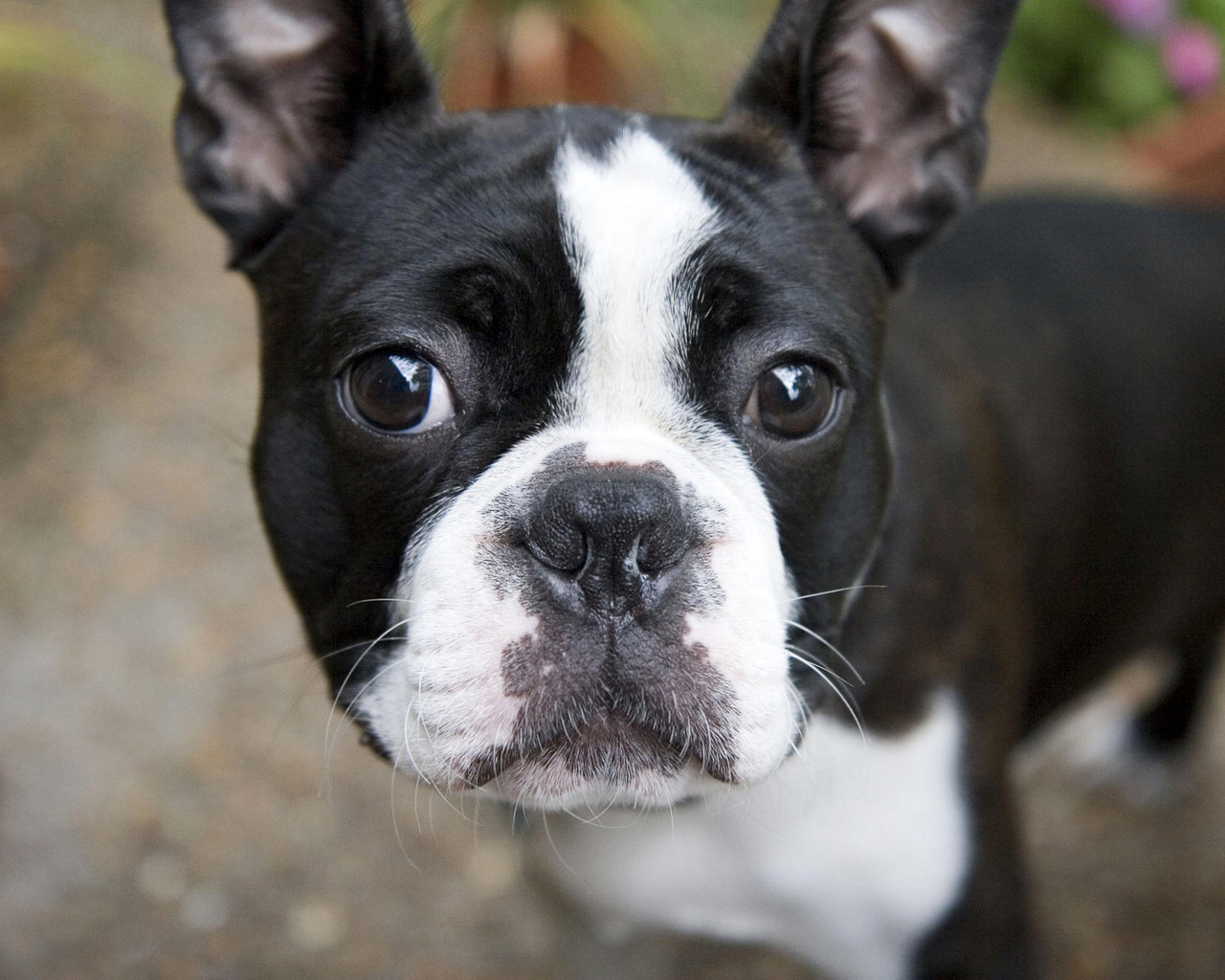 Picture Boston Terrier Pictures And Wallpaper Your Desktop
