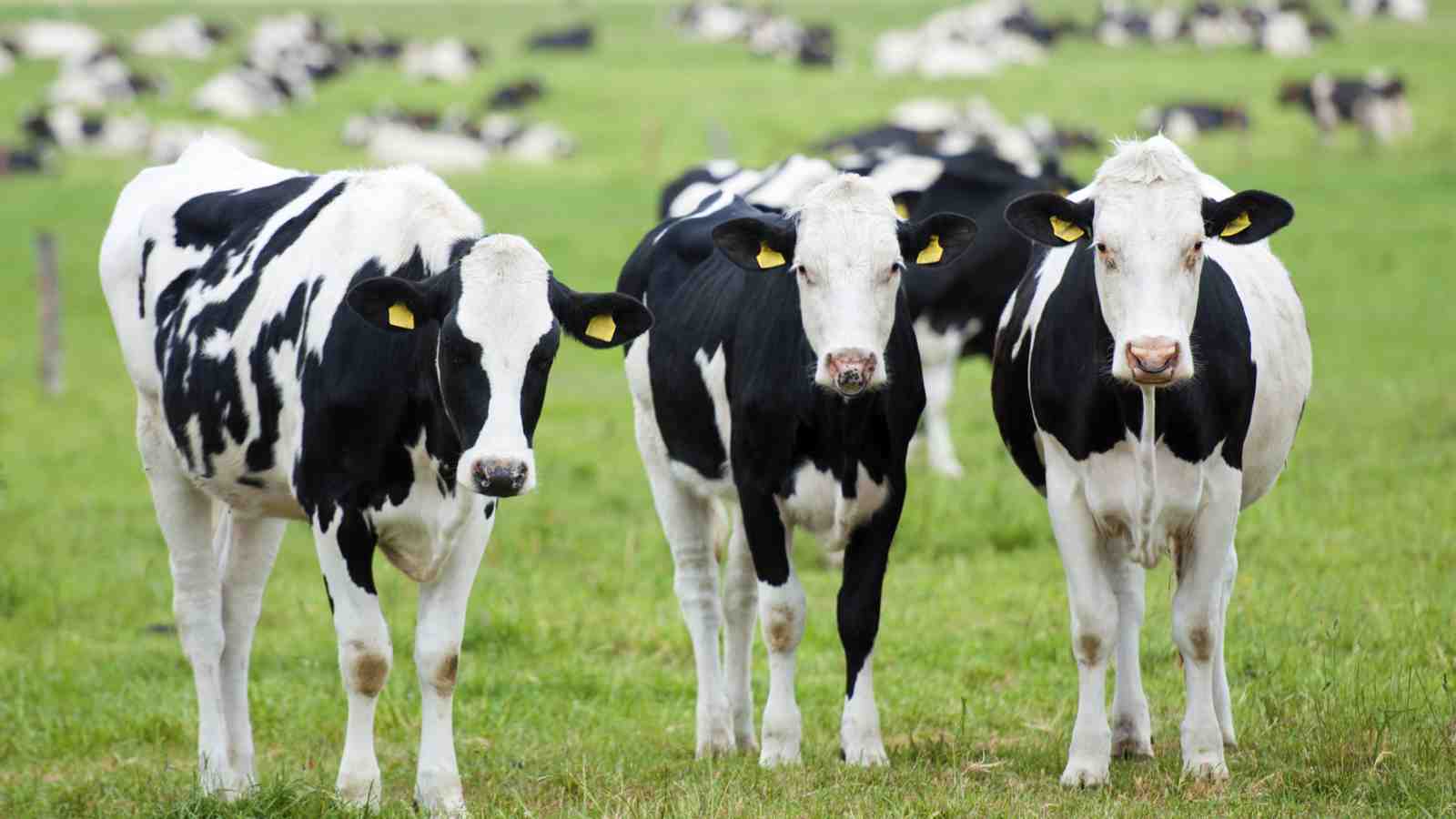 Research To Enhance Fertility Of New Zealand Dairy Cows