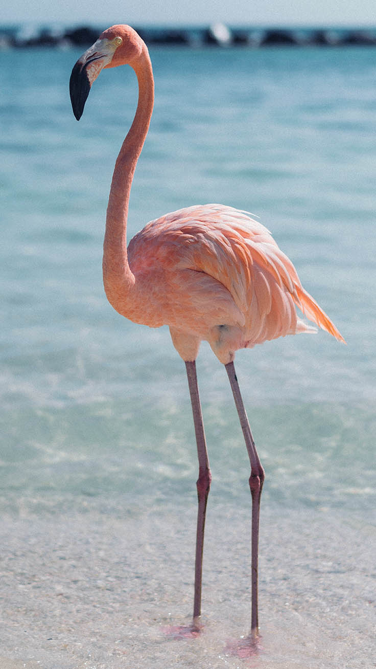 Fancy Flamingo iPhone X Wallpaper Preppy