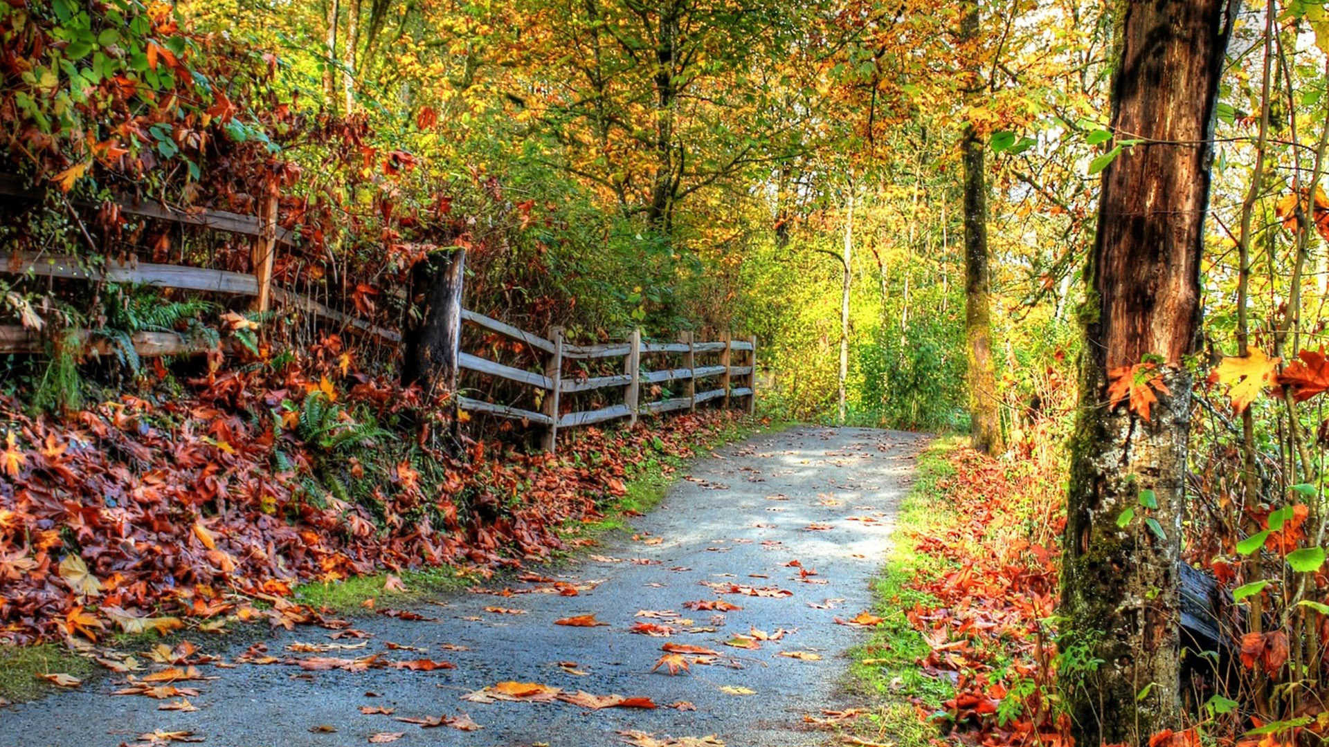 A scenic autumn pathway through a forest, adorned with fallen leaves and a rustic wooden fence
