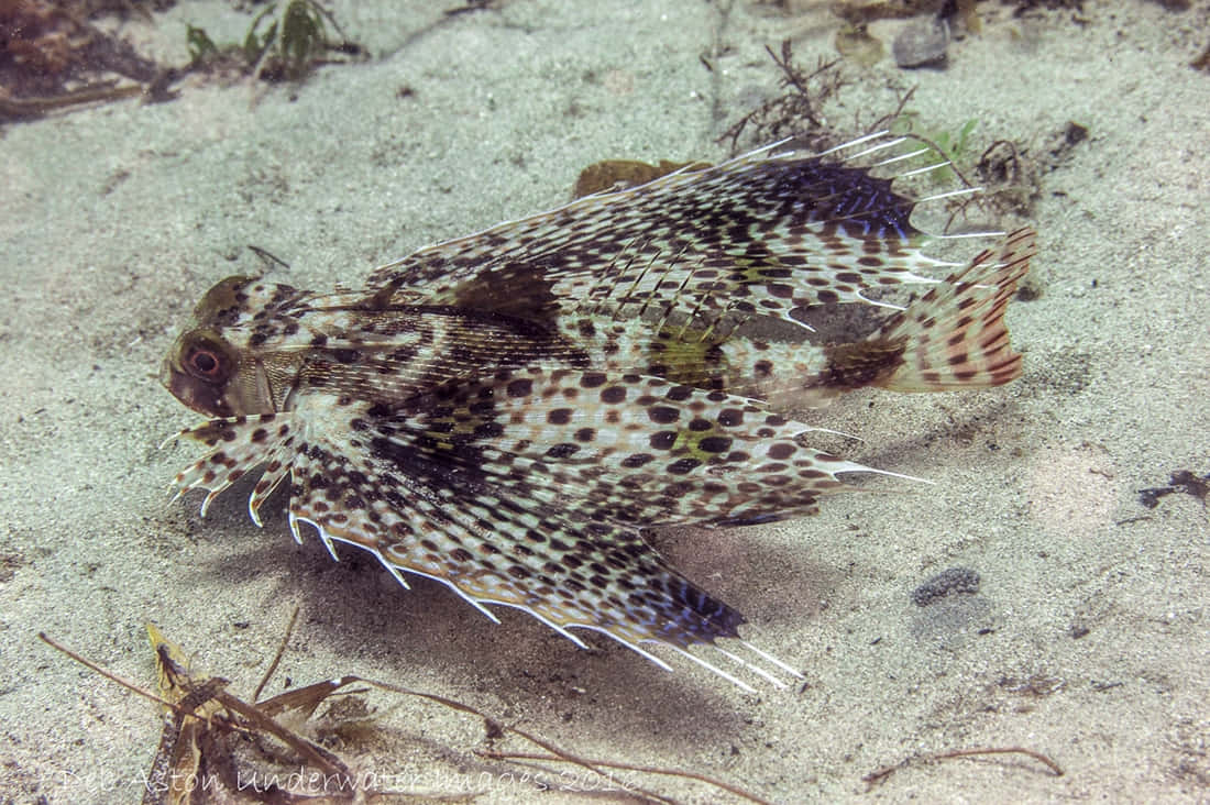 Flying Gurnard Spreading Fins Wallpaper