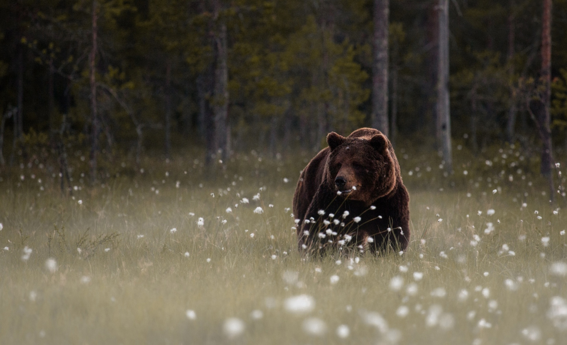 HD Bear Wallpaper