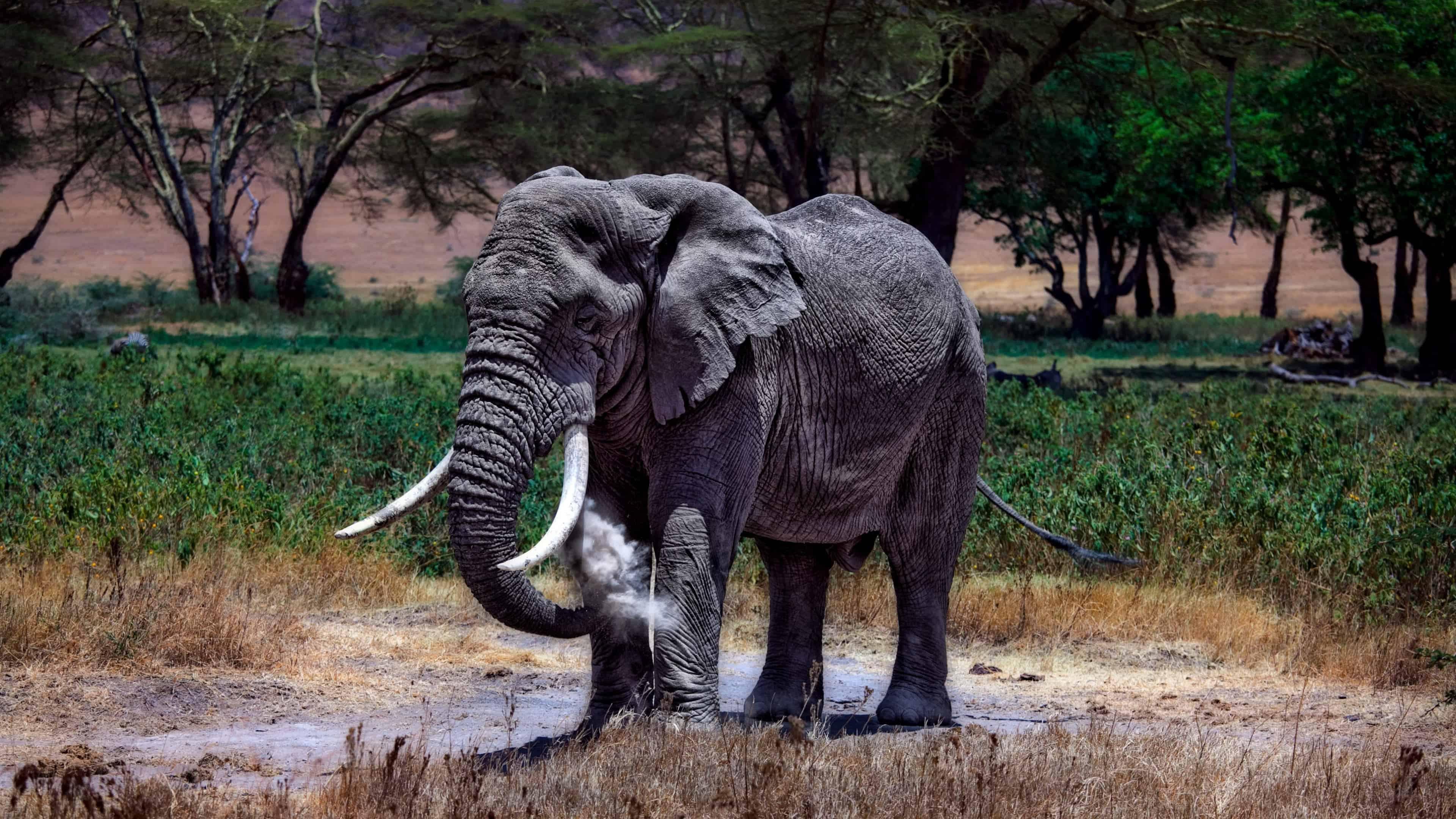 Elephant In Serengeti National Park Tanzania UHD 4k Wallpaper
