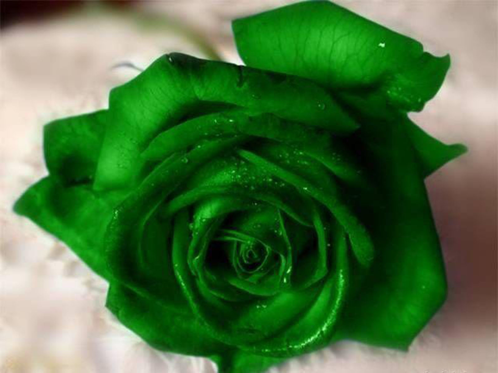 Flowers Green Rose High Quality Background Pictures