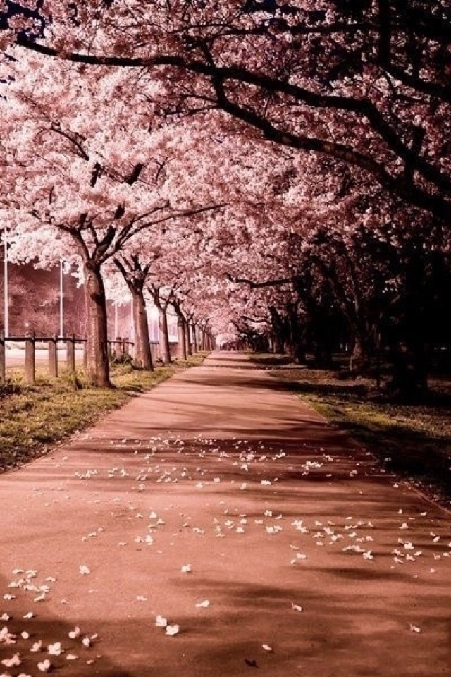 Sakura Trees Wallpaper iPhone