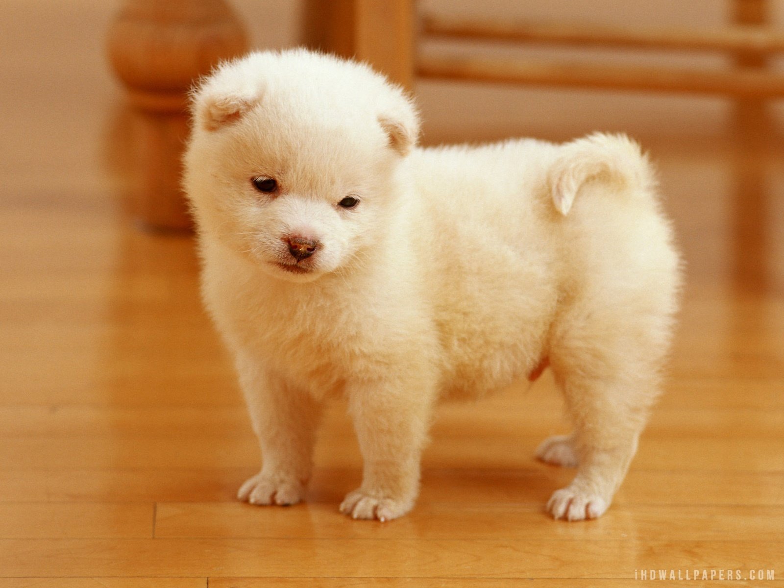 Description Download Cute Puppy WallpaperBackground in 1600x1200 HD