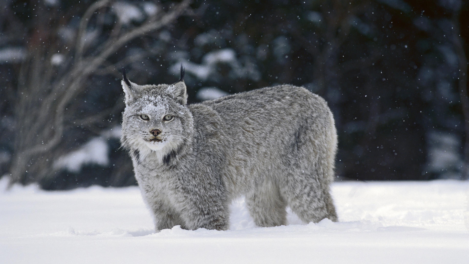 Canadian Lynx HD Wallpaper Background Images