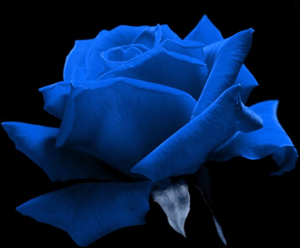 Love Love Story Love Gallery Love wallpaper Love Quotes Beautiful Blue  Rose