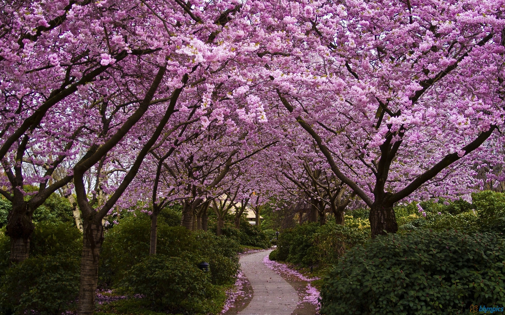Cherry Blossoms Sakura Garden Wallpaper Full HD