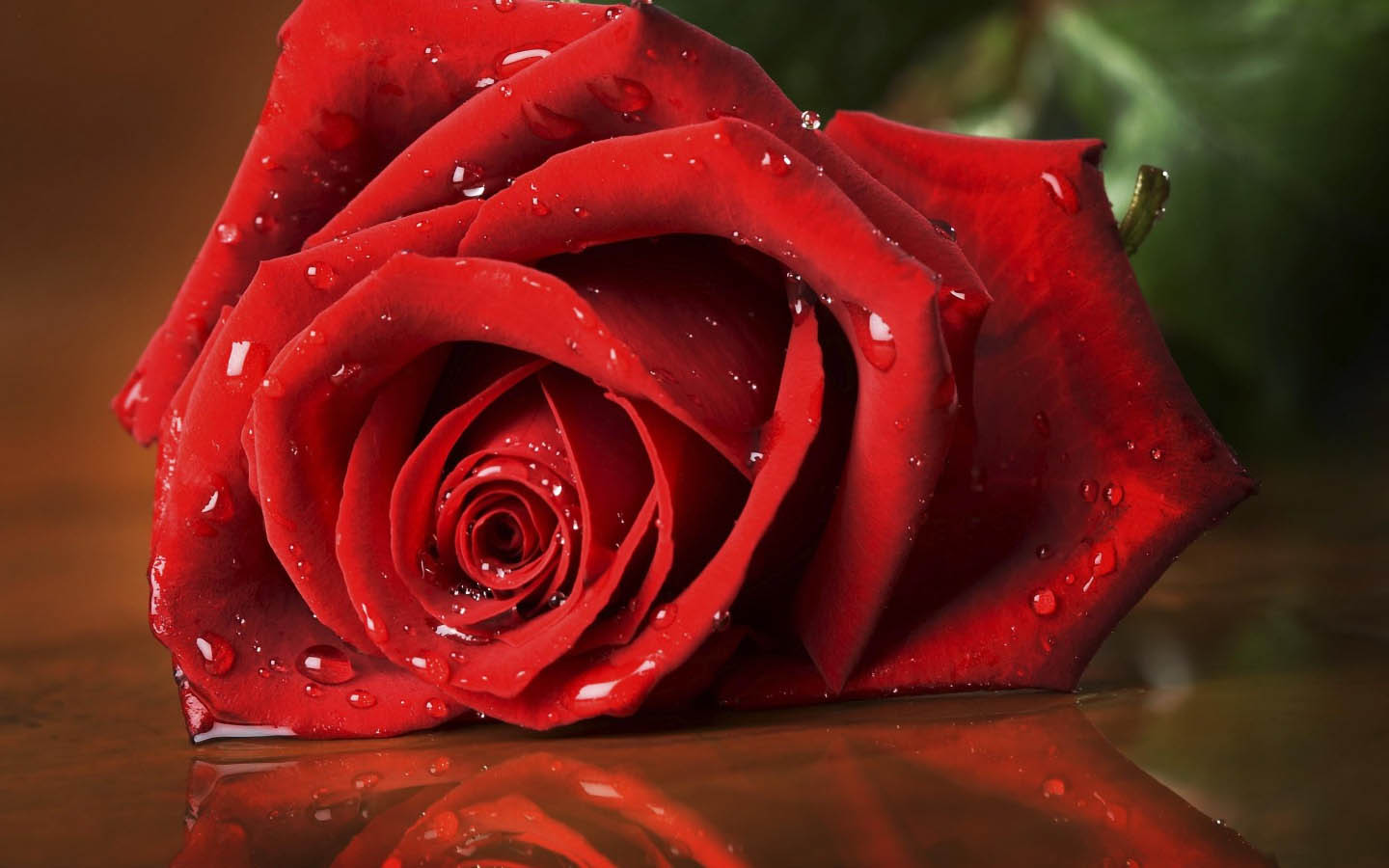 Pin Red Rose Wallpaper 1440x900