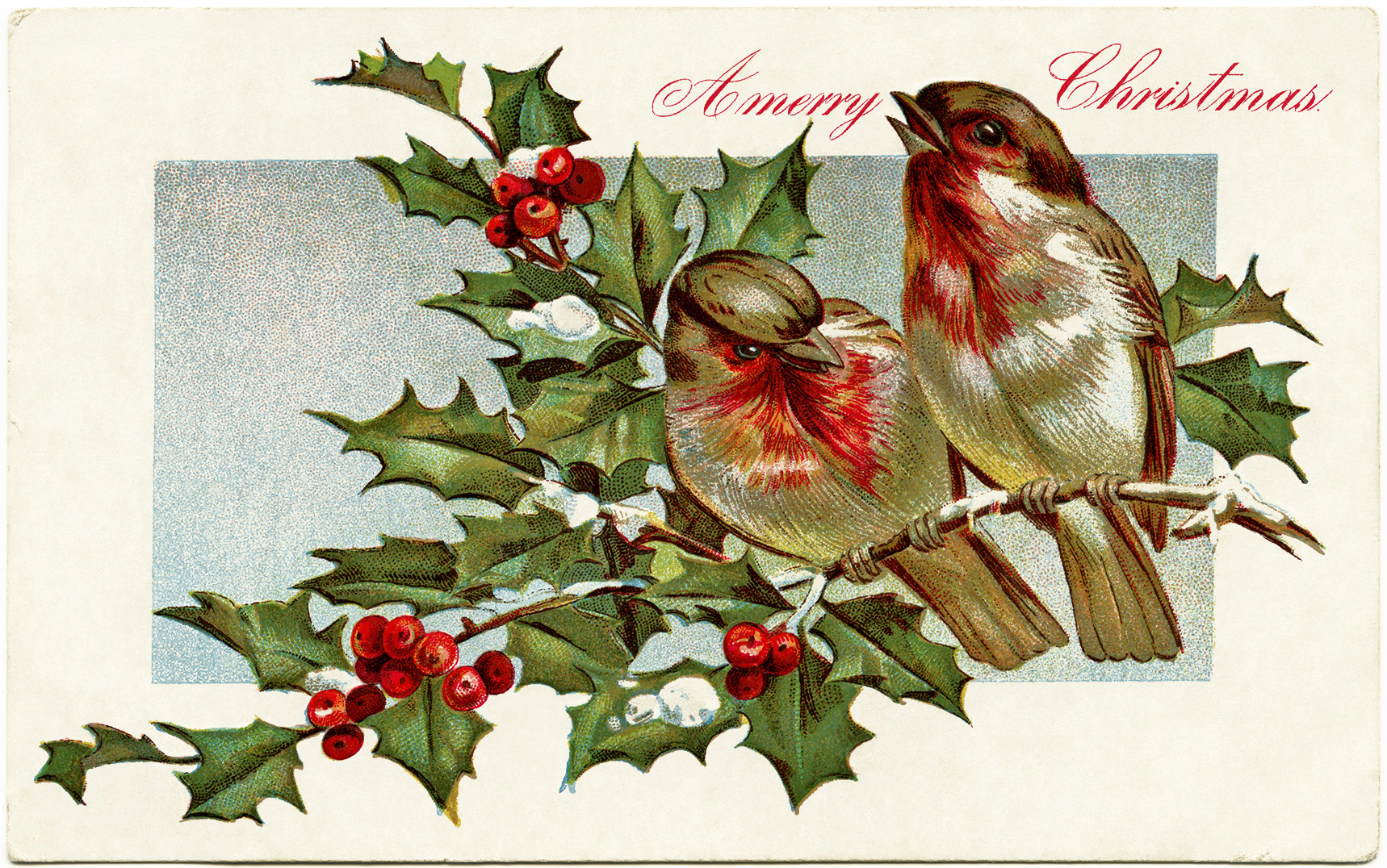 winter bird illustration birds holly berries old fashioned Christmas