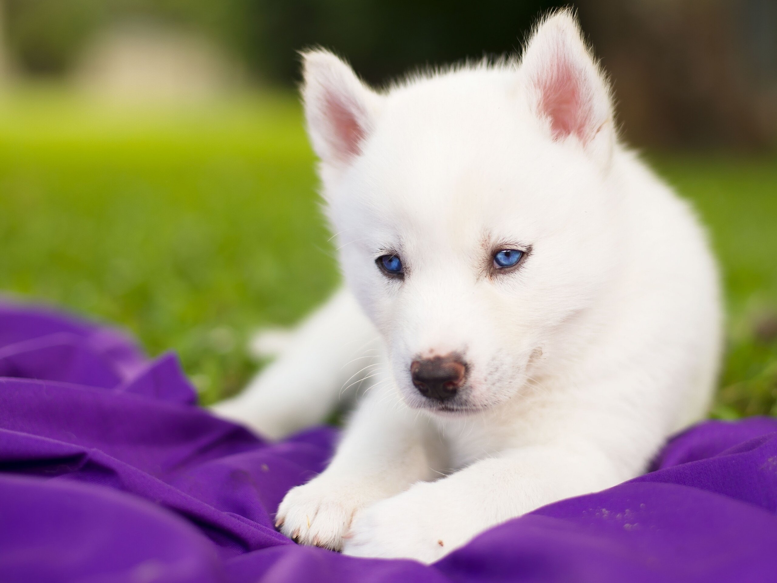 Siberian Husky Dog Puppy White Blue Eyes Baby Wallpaper