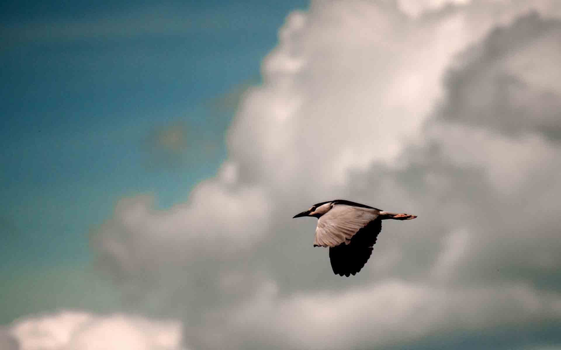 Clouds Bird Flying Hd Wallpaper