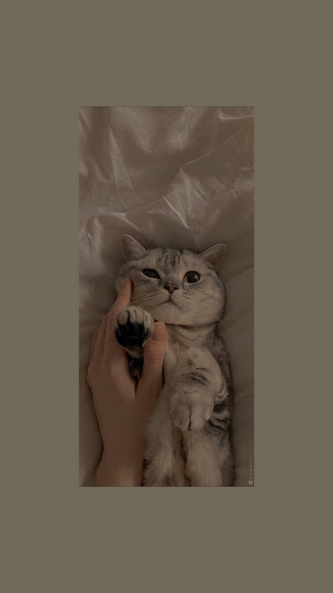 Aesthetic Cat Wallpaper Top Off
