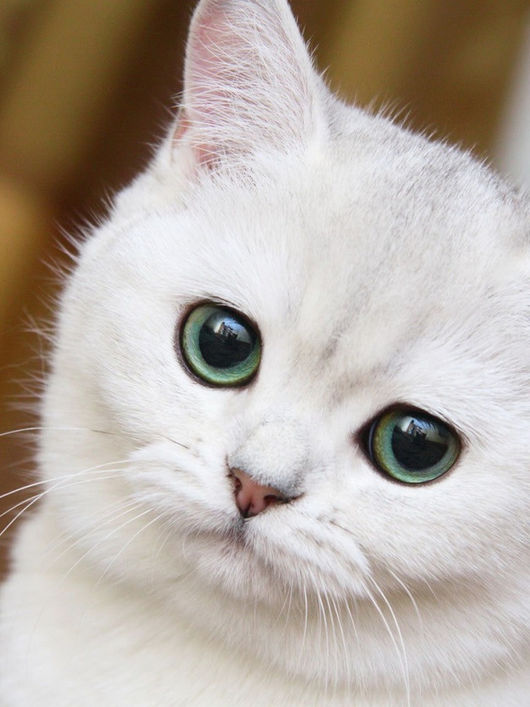 Cute White Cat Close Up iPad Mini Wallpaper