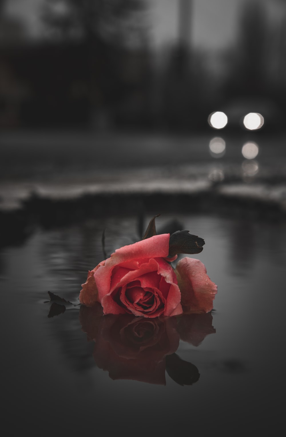 Red Rose On Water During Daytime Photo Image