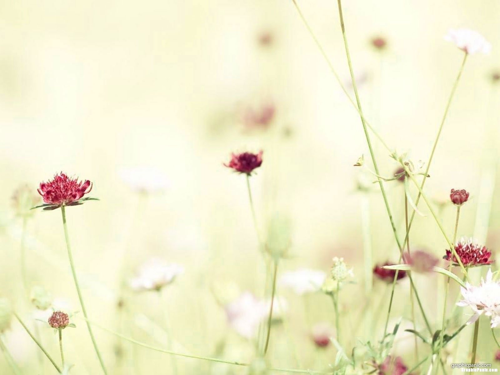 Top Minimalist Flower Desktop Wallpaper You Can Use It