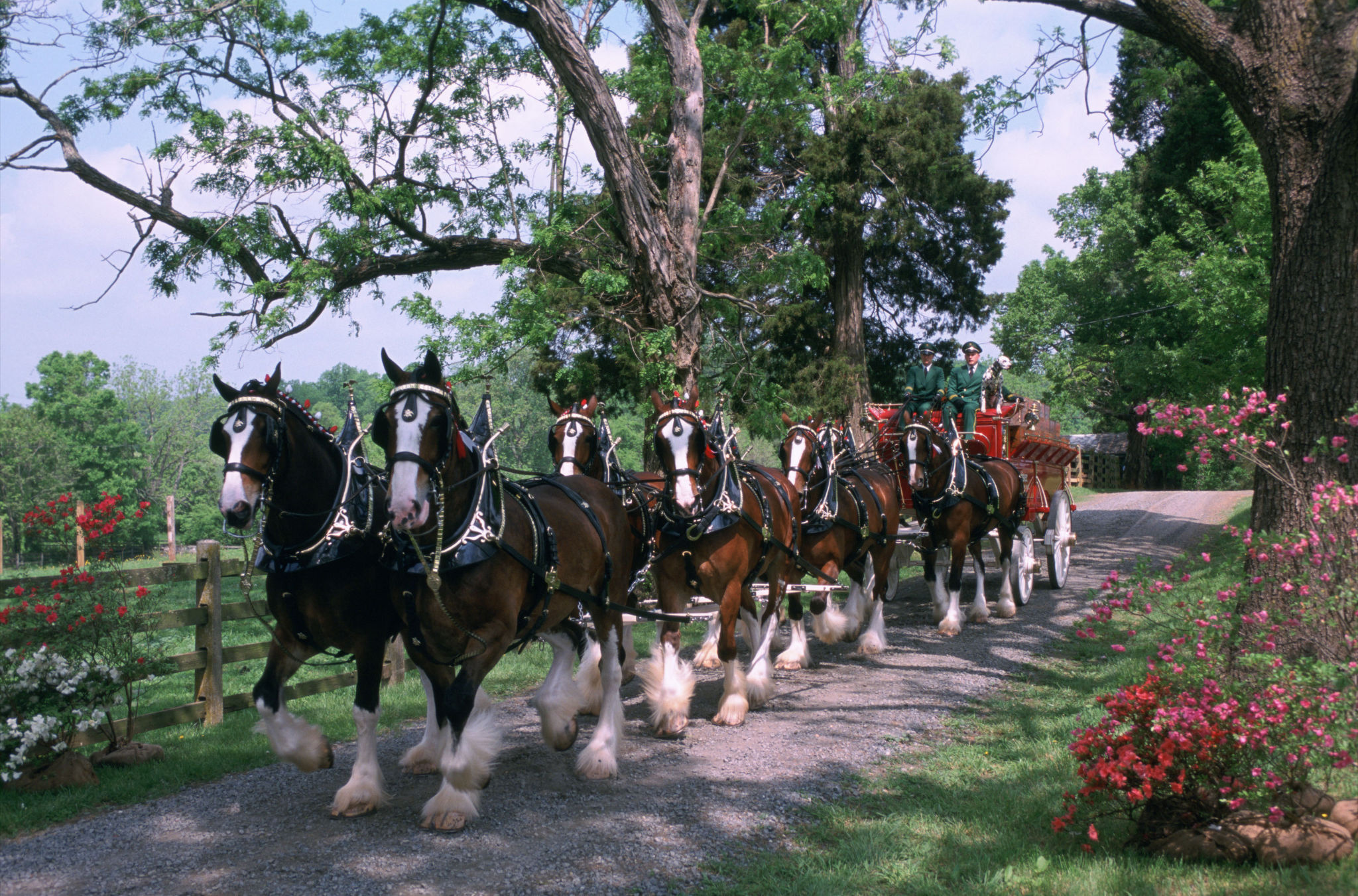 Clydesdales Wallpaper