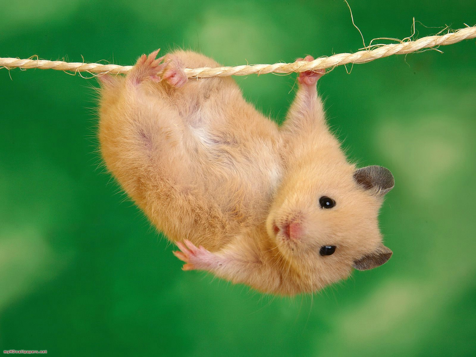 Wallpaper Otife Cute Hamster Desktop HD