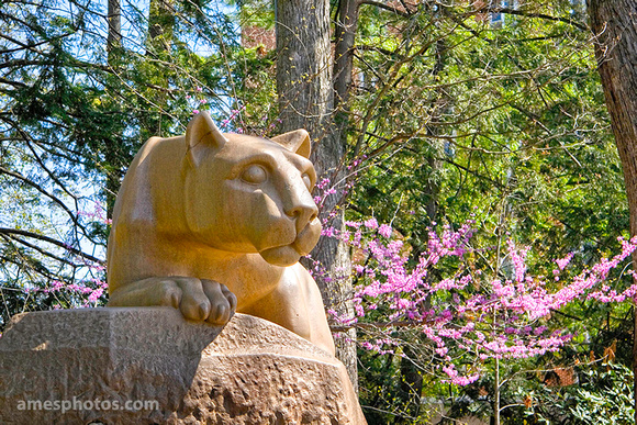 Photography Penn State Wallpaper Nittany Lion Shrine