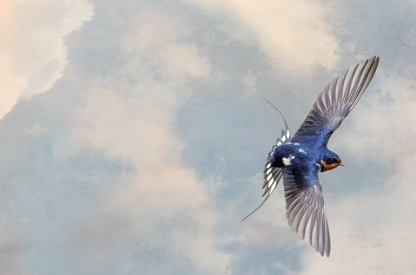 Swallow Bird Wallpaper