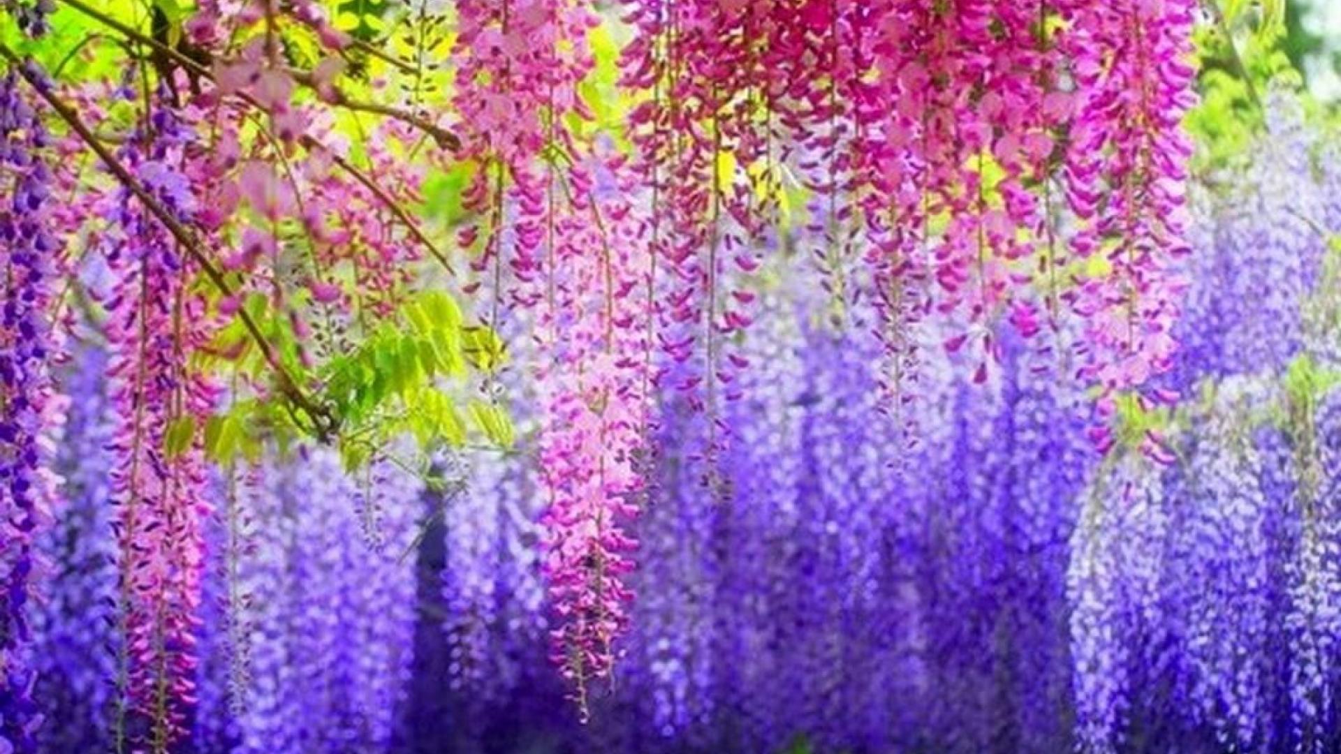 Gallery For Gt Wisteria Tree Wallpaper
