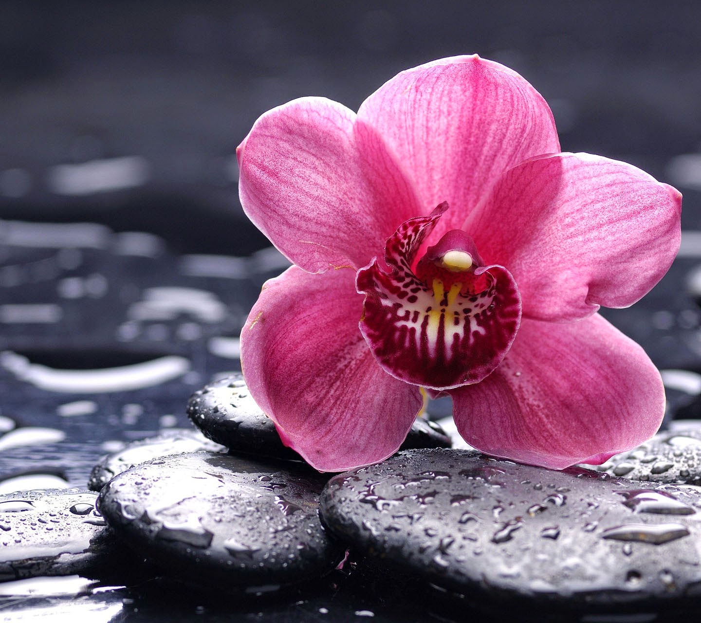 Orchid Flower image HD Wallpaper Stock Photos Free Download PIXHOME