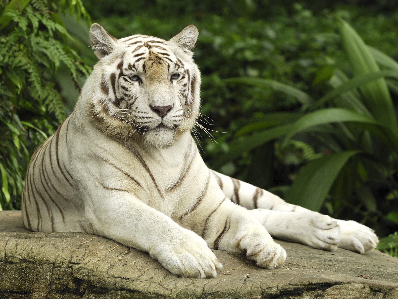 HD Wallpaper White Tiger 1080p