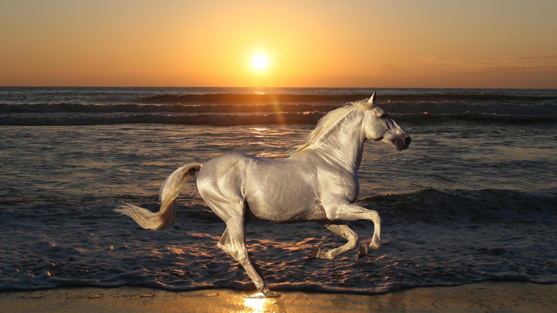 Free download Running Horse on Beach HD Wallpapers [1920x1080] for your