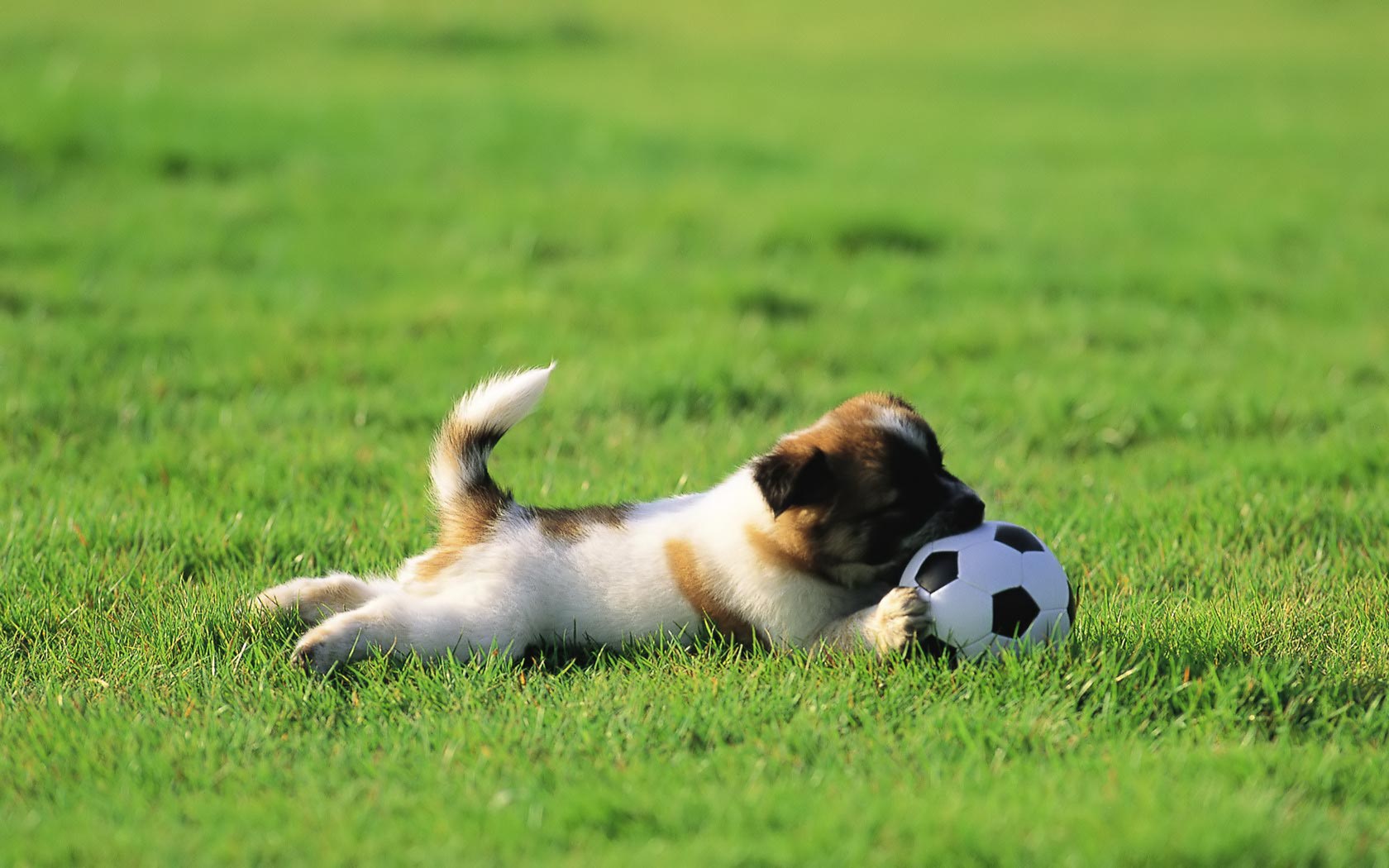 Puppy Dogs Junior Soccer S Background Wallpaper