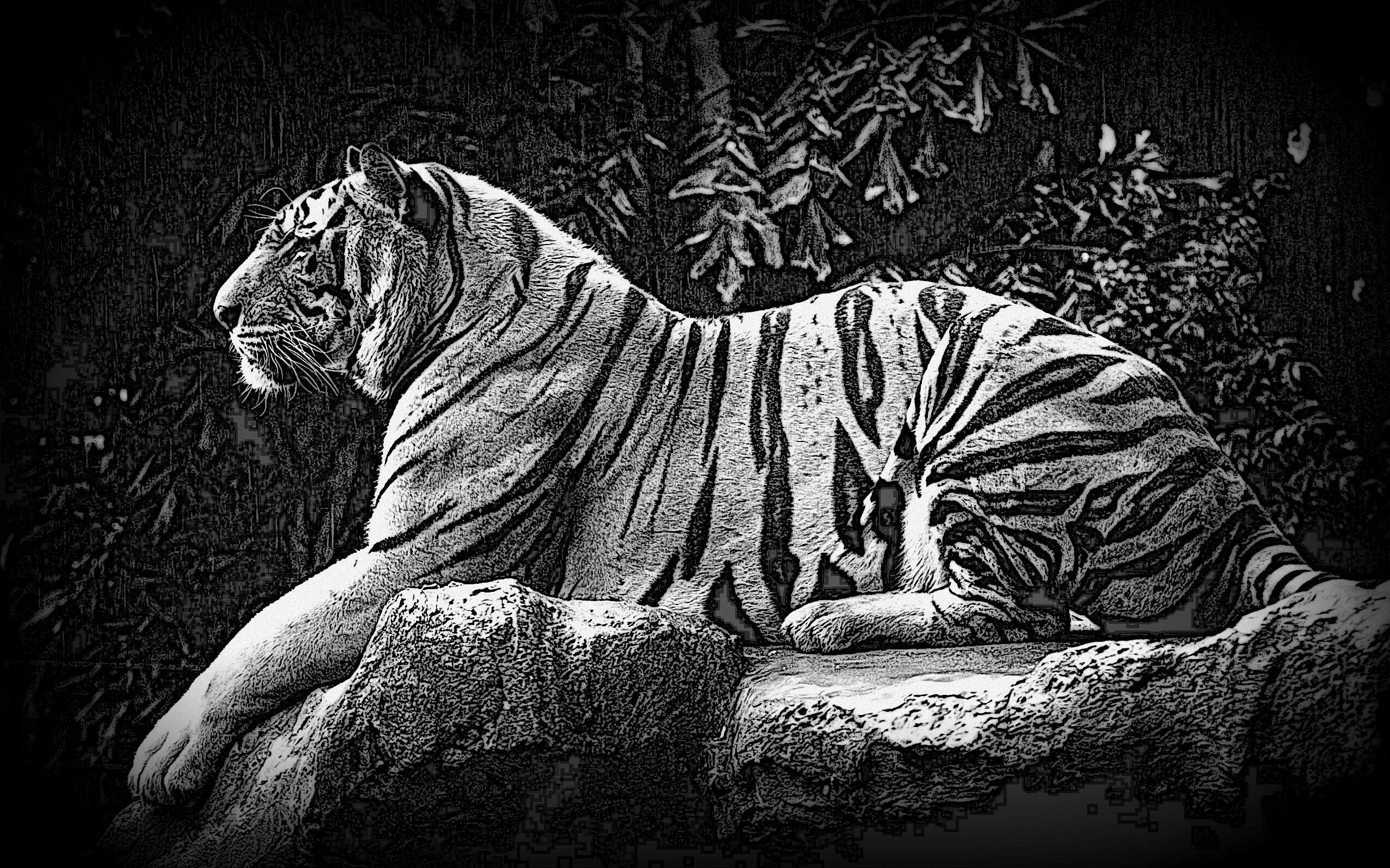 Desenhos De Tigres Animals HD Wallpaper Royal Bengal Tiger