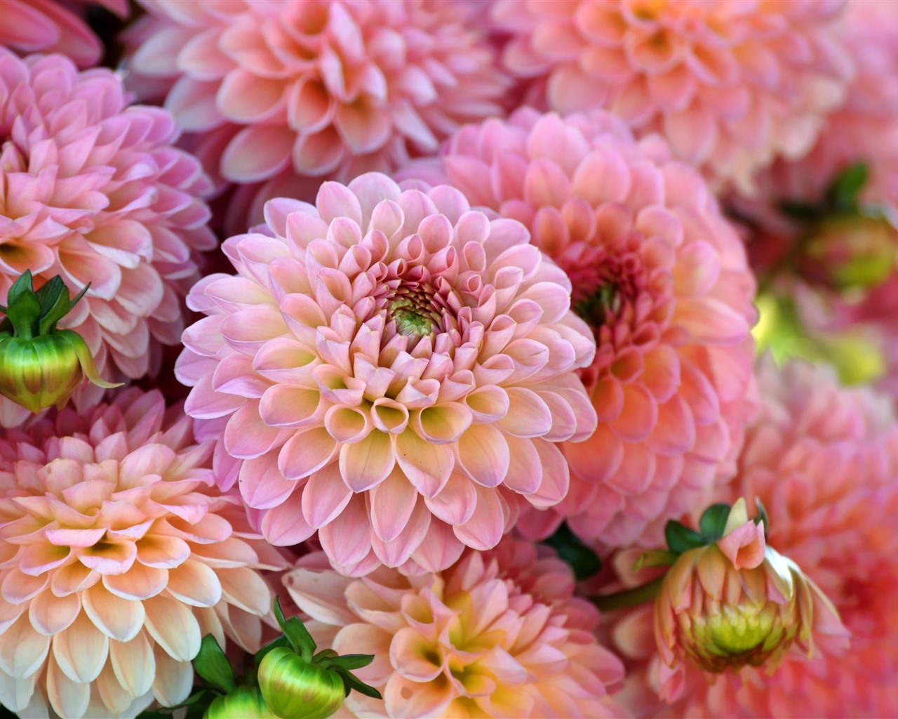 Wallpaper Many Pink Dahlias Flowers Petals Picture Image