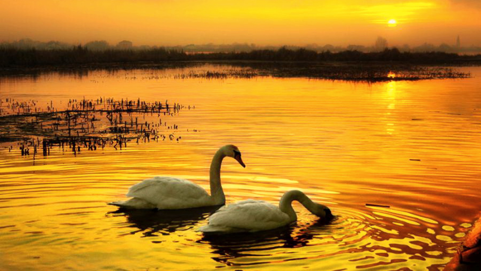 Explore The Collection Birds Swans Mute Swan