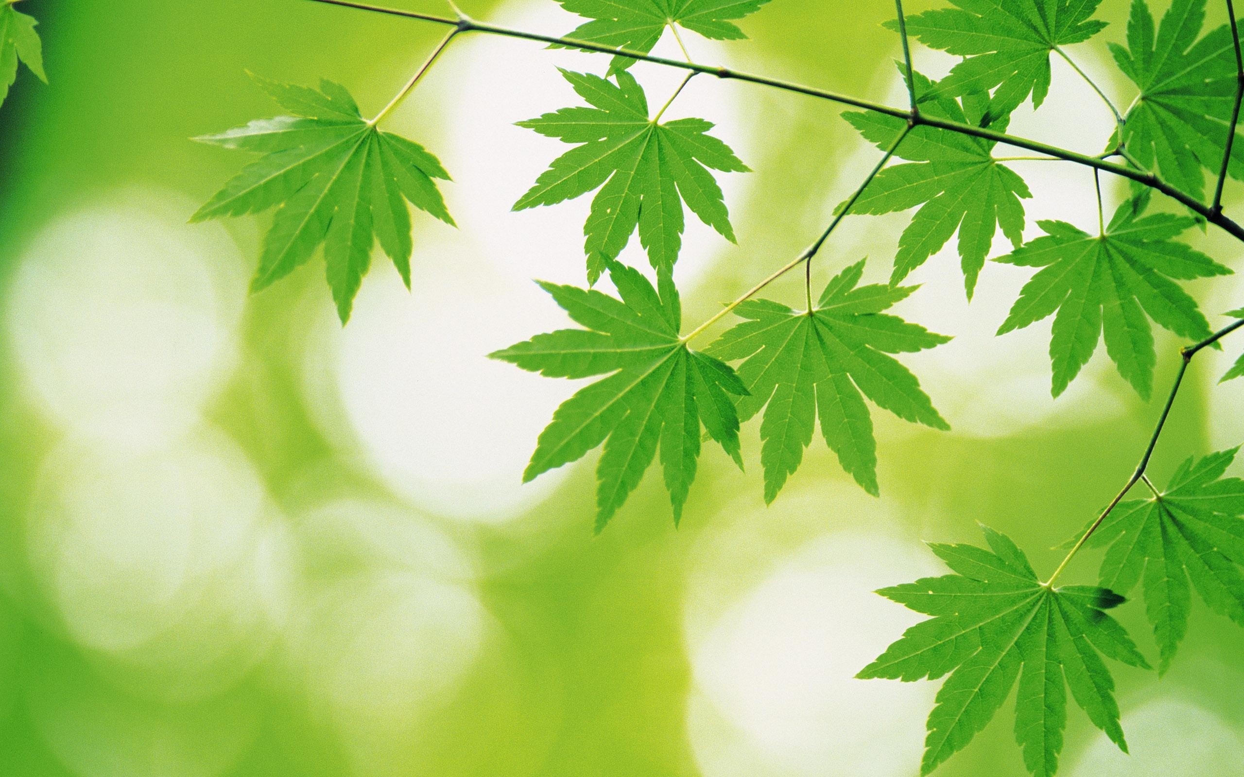 Beautiful Designs Of Green Leaves HD Wallpaper