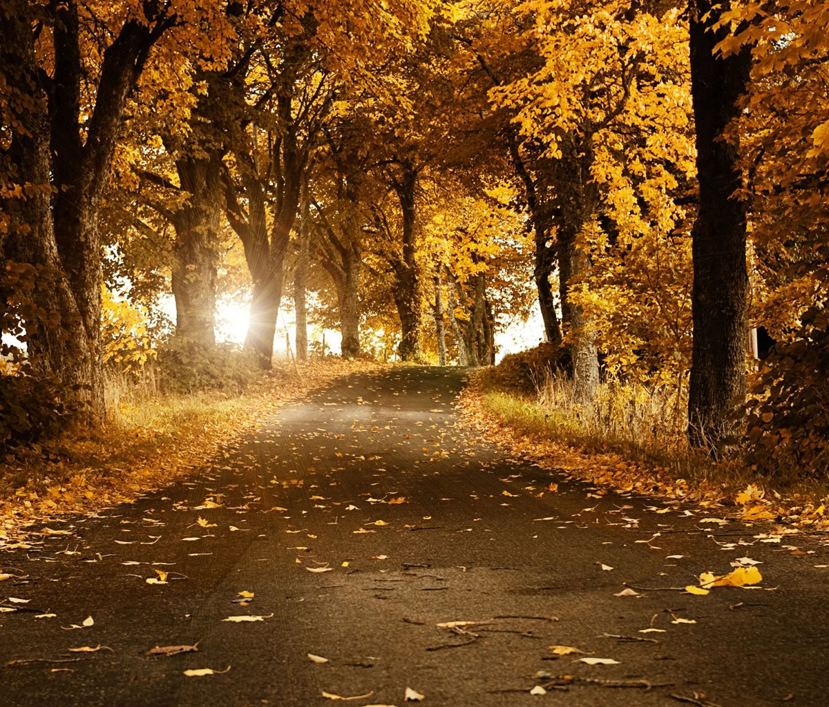 Autumn Roadway Wallpaper Screensaver Pre