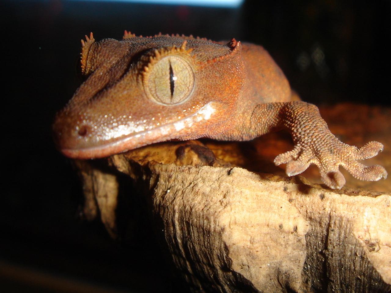 Crested Gecko Wallpaper In Pet Category Lizard