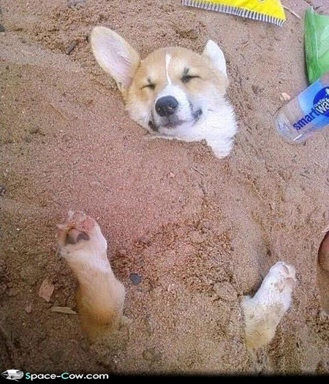 Funny Corgi Sleeping Pictures In Sand