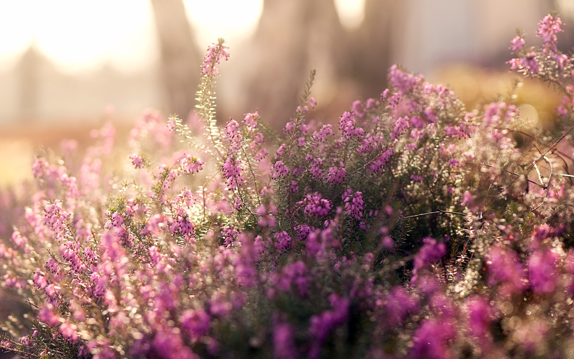 Heather In Meadow During Sunrise HD Wallpaper