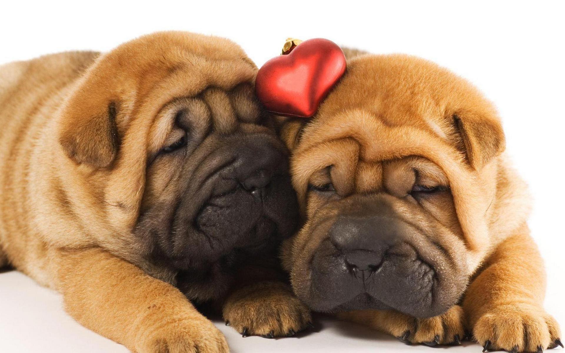 Shar Pei HD Wallpaper Background Image Id