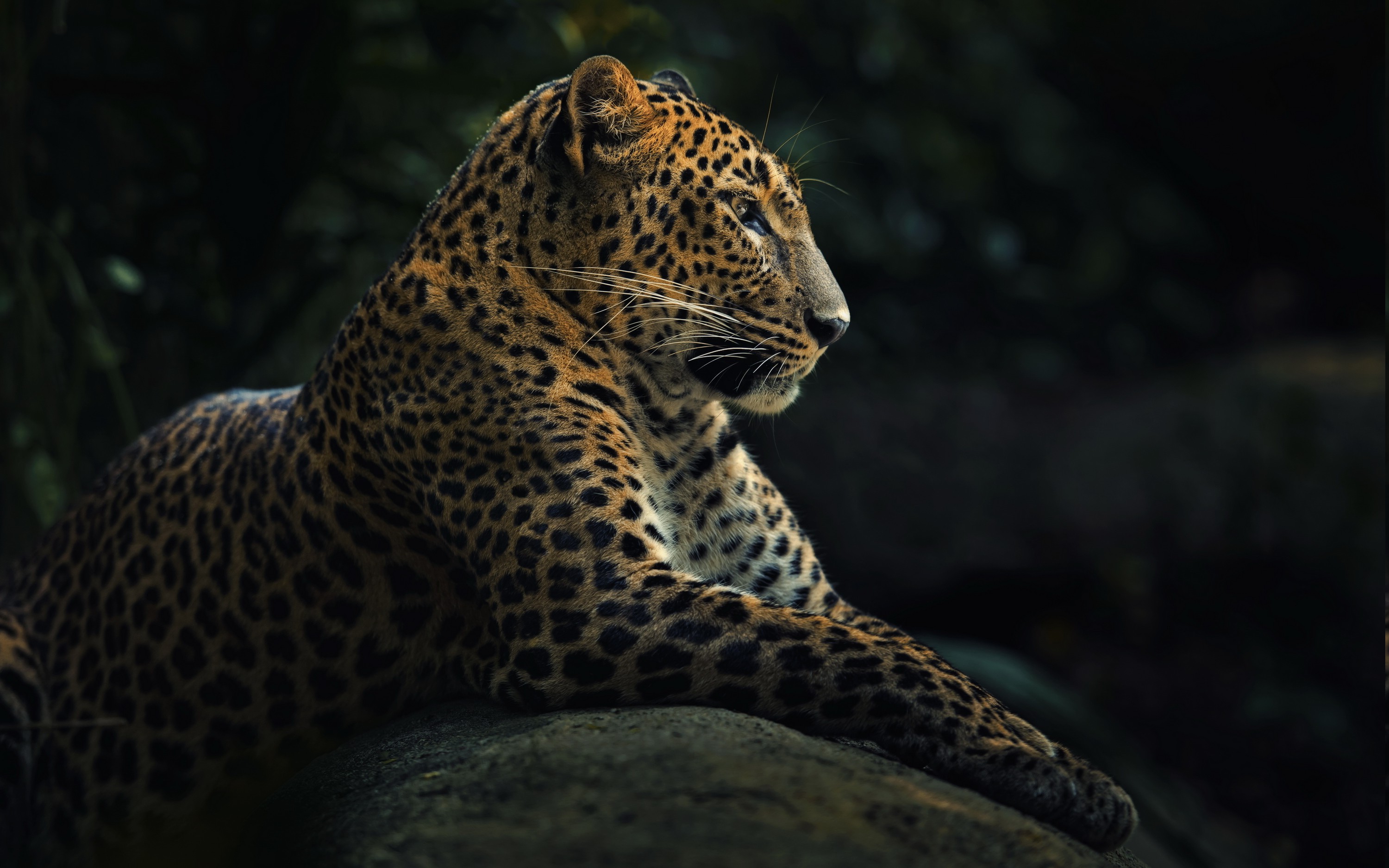 Animals Wildlife Nature Jaguars Wallpaper Hd
