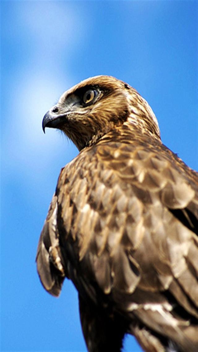 Falcon Animal iPhone Wallpaper S 3g
