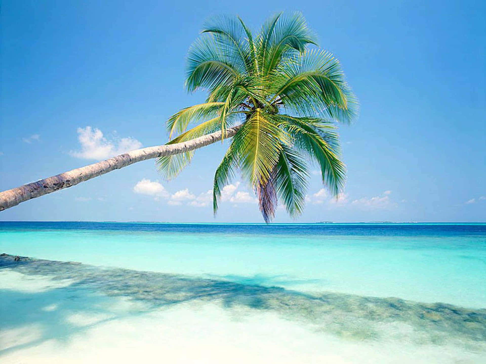 Palm Trees Beach Wallpaper