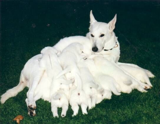 The German Shepherd White Puppies