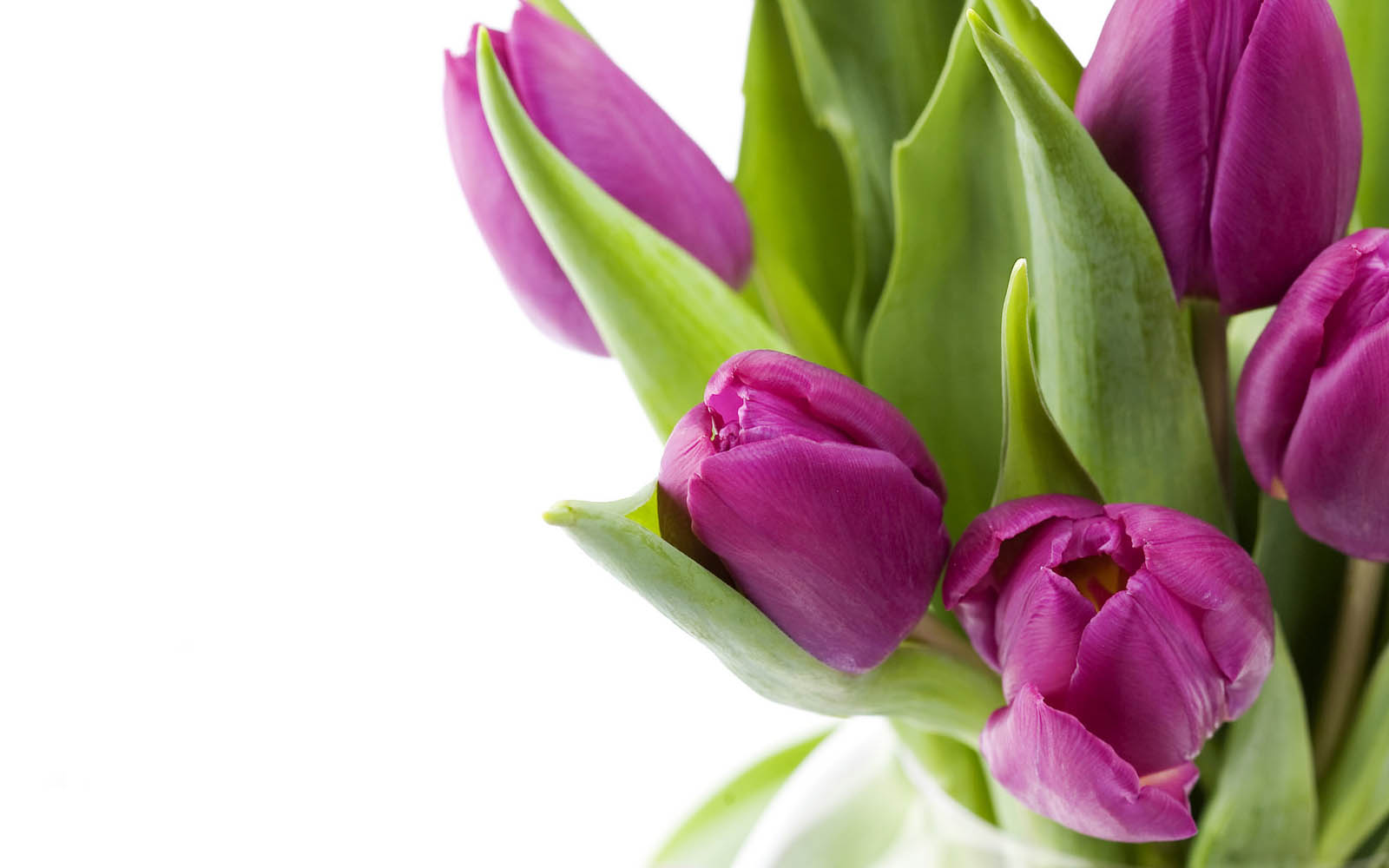 Purple Tulips Flowers Wallpaper Desktop