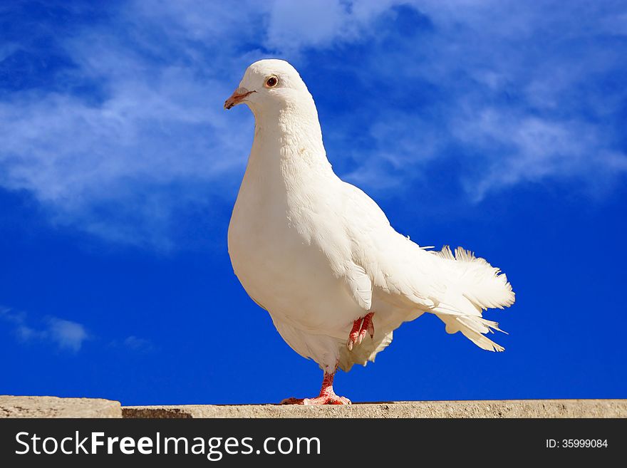White Dove On A Background Of Blue Sky Stock Image