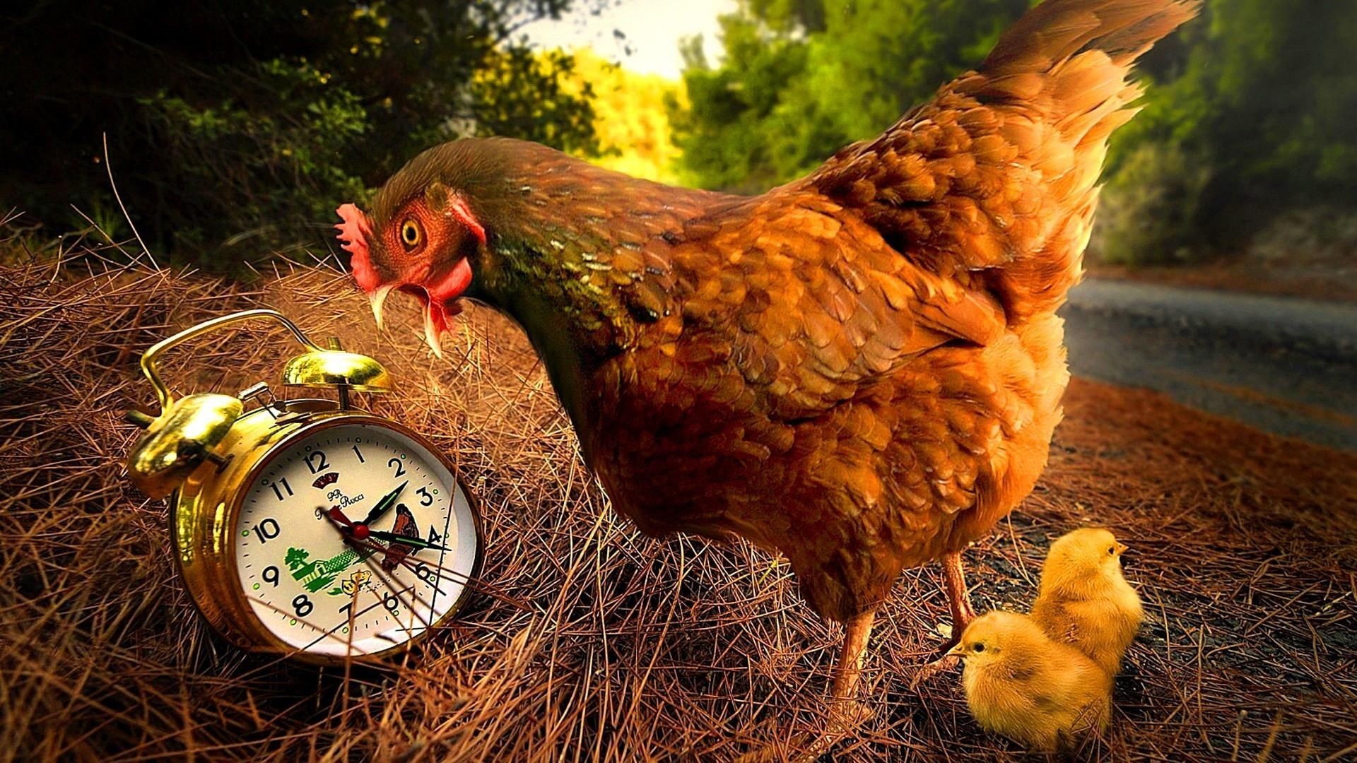 Chicken Wallpaper