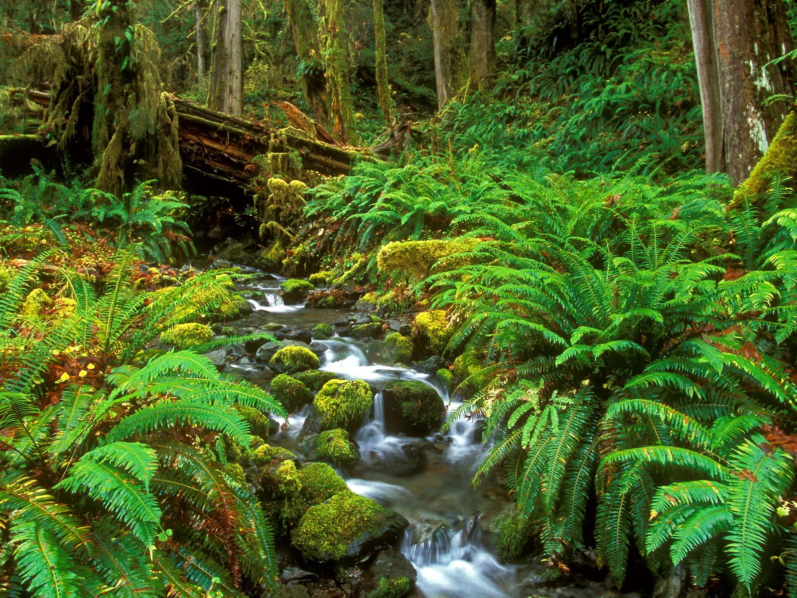 Hq Rainforest Stream Olympic National Park Washington