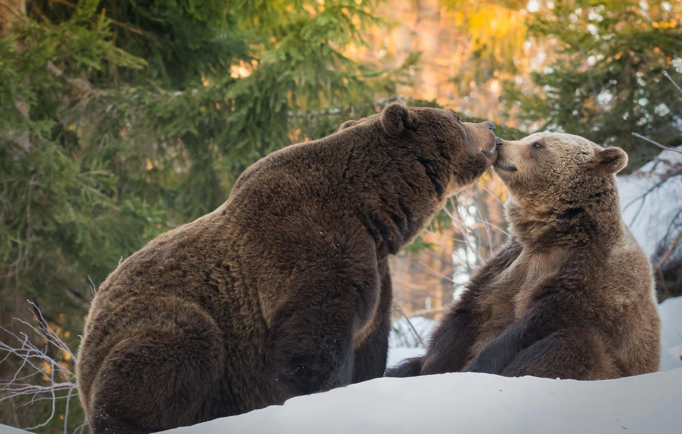 Wallpaper winter forest snow pose kiss ate bear bears pair