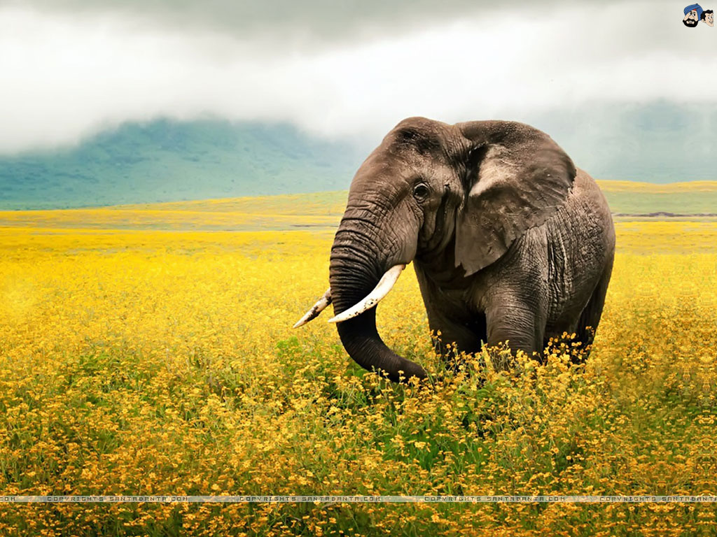 Free Download Elephants HD Wallpaper