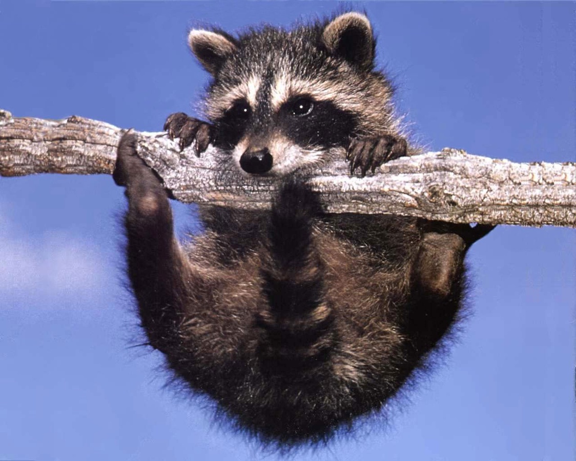 Raccoon Animals Wallpaper
